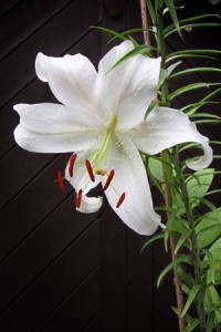 Photo of white lily